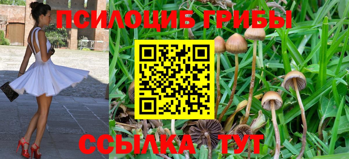 Псилоцибиновые грибы Psilocybine cubensis Липецк